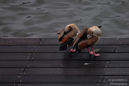 Two egyptian geese preening on a wooden dock with dark water in the background. - image from year 2026 #002