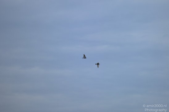 Two_Pigeons_Flying_Birds_Photography_Nature_Photography_Canon_EOS_R5_Mark_II_2026_001.JPG