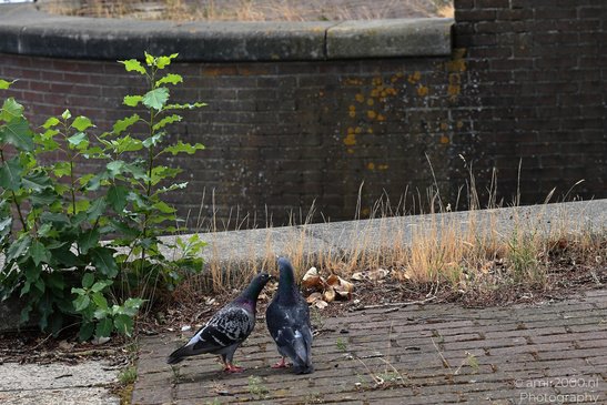 Two_Pigeons_On_Brick_Path_Birds_Photography_Nature_Photography_Canon_EOS_R5_Mark_II_2026_001.JPG