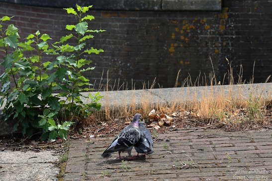 Two_Pigeons_On_Brick_Path_Birds_Photography_Nature_Photography_Canon_EOS_R5_Mark_II_2026_002.JPG