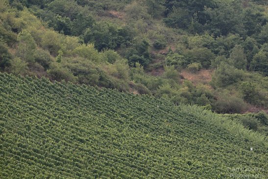 A vineyard with rows of grapevines in the foreground, and a forested hillside in the background - image from year 2026 #003