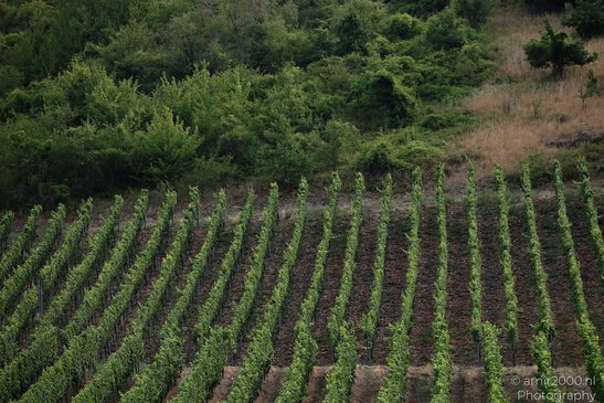 Rows of grapevines in a vineyard, with dense green foliage and a backdrop of trees and shrubs in - image from year 2026 #004
