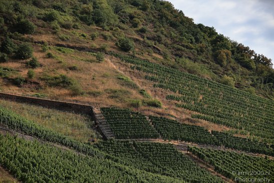A terraced vineyard with rows of grapevines on a steep hillside, surrounded by a mix of green - image from year 2026 #005