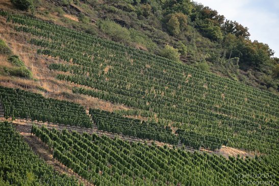 A terraced vineyard with rows of grapevines on a sloping hillside, surrounded by trees at the - image from year 2026 #006