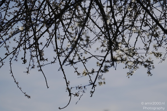 White Blossom Branches Spaarnwoude Park with soft background blur and delicate visible detail. image from year 2026 #1