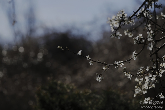 White Blossom Branches Spaarnwoude Park with shallow depth of field and gentle natural tones. image from year 2026 #2