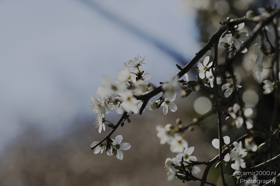 White Blossom Branches Spaarnwoude Park against a blurred background with isolated foreground detail. image from year 2026 #3