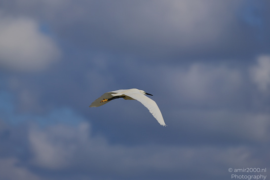 White_Egret_Flying_Birds_Photography_Nature_Photography_Canon_EOS_R5_Mark_II_2026_001.JPG