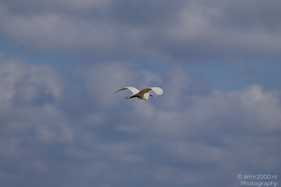 White_Egret_Flying_Birds_Photography_Nature_Photography_Canon_EOS_R5_Mark_II_2026_002.JPG