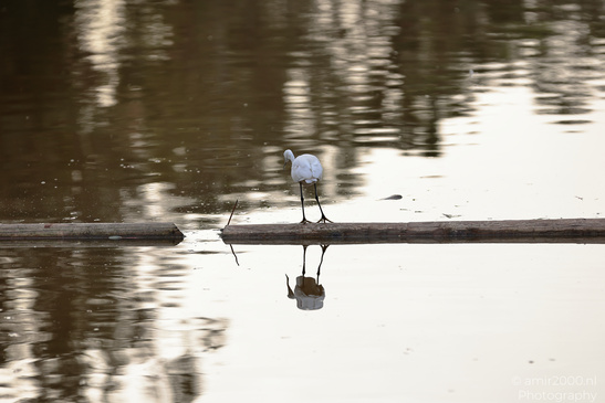 White_Egret_Reflection_At_Ramat_Gan_National_Park_Birds_Photography_Nature_Photography_Canon_EOS_R5_Mark_II_2026_001.JPG