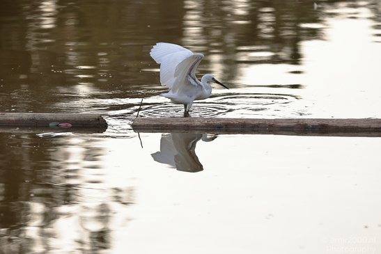 White_Egret_Reflection_At_Ramat_Gan_National_Park_Birds_Photography_Nature_Photography_Canon_EOS_R5_Mark_II_2026_002.JPG