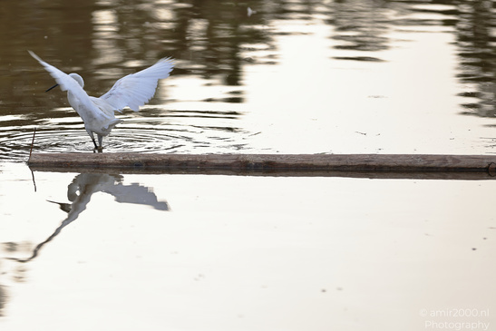 White_Egret_Reflection_At_Ramat_Gan_National_Park_Birds_Photography_Nature_Photography_Canon_EOS_R5_Mark_II_2026_003.JPG