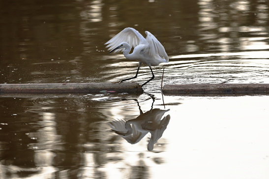 White_Egret_Reflection_At_Ramat_Gan_National_Park_Birds_Photography_Nature_Photography_Canon_EOS_R5_Mark_II_2026_004.JPG