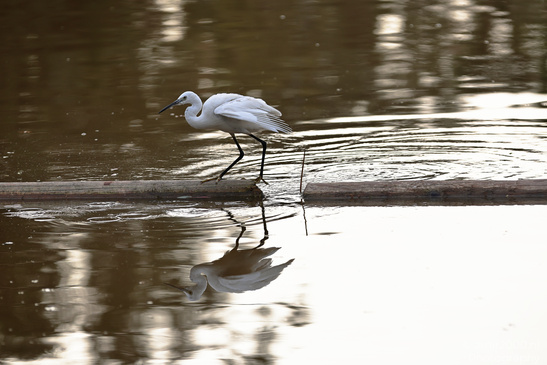 White_Egret_Reflection_At_Ramat_Gan_National_Park_Birds_Photography_Nature_Photography_Canon_EOS_R5_Mark_II_2026_005.JPG