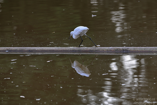 White_Egret_Reflection_At_Ramat_Gan_National_Park_Birds_Photography_Nature_Photography_Canon_EOS_R5_Mark_II_2026_007.JPG