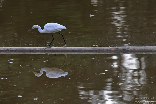 White_Egret_Reflection_At_Ramat_Gan_National_Park_Birds_Photography_Nature_Photography_Canon_EOS_R5_Mark_II_2026_008.JPG
