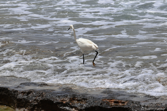 White_Egret_Wading_In_The_Shore_Of_Mediterranean_Sea_In_Tel-Aviv_Birds_Photography_Nature_Photography_Canon_EOS_R5_Mark_II_2026_001.JPG