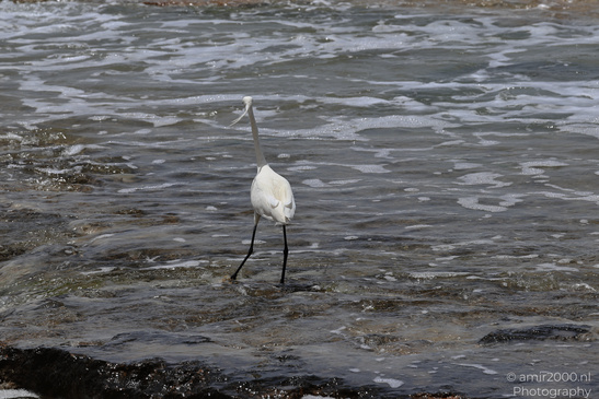 White_Egret_Wading_In_The_Shore_Of_Mediterranean_Sea_In_Tel-Aviv_Birds_Photography_Nature_Photography_Canon_EOS_R5_Mark_II_2026_002.JPG