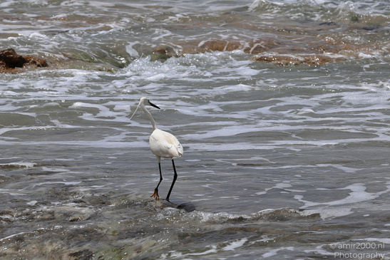 White_Egret_Wading_In_The_Shore_Of_Mediterranean_Sea_In_Tel-Aviv_Birds_Photography_Nature_Photography_Canon_EOS_R5_Mark_II_2026_003.JPG