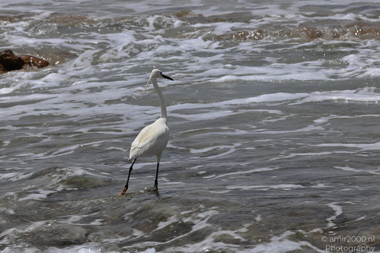 White_Egret_Wading_In_The_Shore_Of_Mediterranean_Sea_In_Tel-Aviv_Birds_Photography_Nature_Photography_Canon_EOS_R5_Mark_II_2026_004.JPG