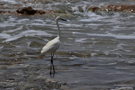 White_Egret_Wading_In_The_Shore_Of_Mediterranean_Sea_In_Tel-Aviv_Birds_Photography_Nature_Photography_Canon_EOS_R5_Mark_II_2026_005.JPG