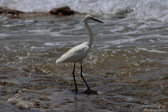 White_Egret_Wading_In_The_Shore_Of_Mediterranean_Sea_In_Tel-Aviv_Birds_Photography_Nature_Photography_Canon_EOS_R5_Mark_II_2026_006.JPG