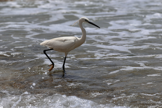 White_Egret_Wading_In_The_Shore_Of_Mediterranean_Sea_In_Tel-Aviv_Birds_Photography_Nature_Photography_Canon_EOS_R5_Mark_II_2026_007.JPG