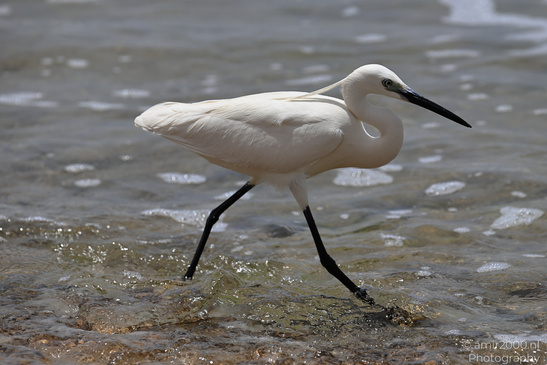 White_Egret_Wading_In_The_Shore_Of_Mediterranean_Sea_In_Tel-Aviv_Birds_Photography_Nature_Photography_Canon_EOS_R5_Mark_II_2026_008.JPG
