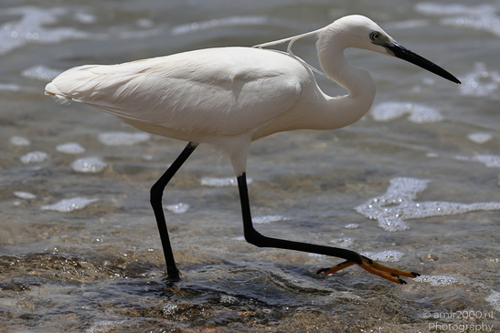 White_Egret_Wading_In_The_Shore_Of_Mediterranean_Sea_In_Tel-Aviv_Birds_Photography_Nature_Photography_Canon_EOS_R5_Mark_II_2026_009.JPG
