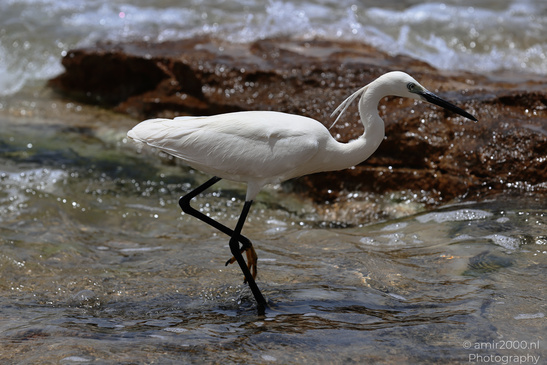 White_Egret_Wading_In_The_Shore_Of_Mediterranean_Sea_In_Tel-Aviv_Birds_Photography_Nature_Photography_Canon_EOS_R5_Mark_II_2026_010.JPG