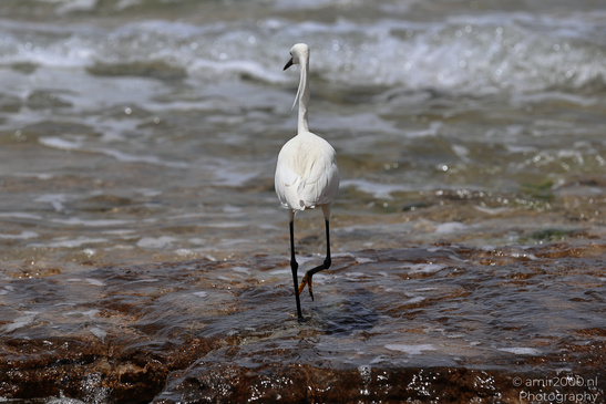 White_Egret_Wading_In_The_Shore_Of_Mediterranean_Sea_In_Tel-Aviv_Birds_Photography_Nature_Photography_Canon_EOS_R5_Mark_II_2026_011.JPG