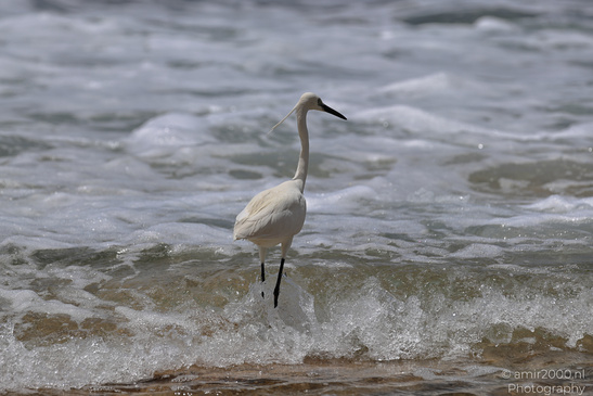 White_Egret_Wading_In_The_Shore_Of_Mediterranean_Sea_In_Tel-Aviv_Birds_Photography_Nature_Photography_Canon_EOS_R5_Mark_II_2026_012.JPG