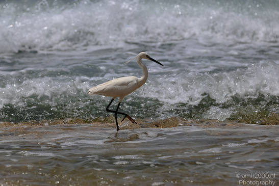 White_Egret_Wading_In_The_Shore_Of_Mediterranean_Sea_In_Tel-Aviv_Birds_Photography_Nature_Photography_Canon_EOS_R5_Mark_II_2026_013.JPG