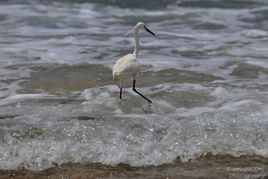 White_Egret_Wading_In_The_Shore_Of_Mediterranean_Sea_In_Tel-Aviv_Birds_Photography_Nature_Photography_Canon_EOS_R5_Mark_II_2026_014.JPG