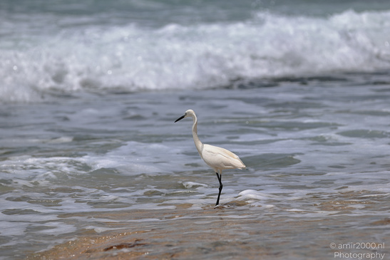 White_Egret_Wading_In_The_Shore_Of_Mediterranean_Sea_In_Tel-Aviv_Birds_Photography_Nature_Photography_Canon_EOS_R5_Mark_II_2026_015.JPG