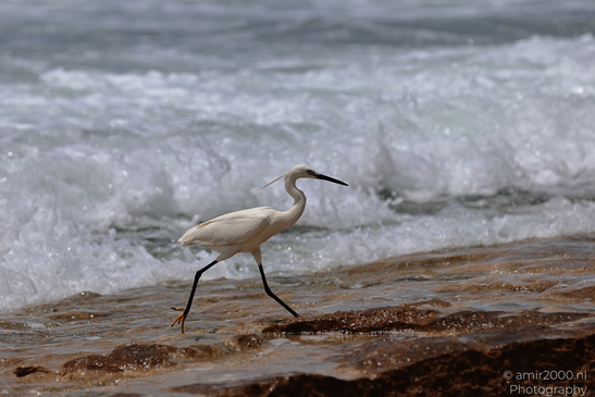 White_Egret_Wading_In_The_Shore_Of_Mediterranean_Sea_In_Tel-Aviv_Birds_Photography_Nature_Photography_Canon_EOS_R5_Mark_II_2026_016.JPG
