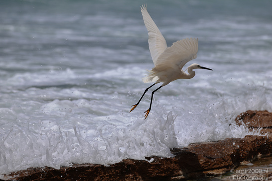 White_Egret_Wading_In_The_Shore_Of_Mediterranean_Sea_In_Tel-Aviv_Birds_Photography_Nature_Photography_Canon_EOS_R5_Mark_II_2026_017.JPG