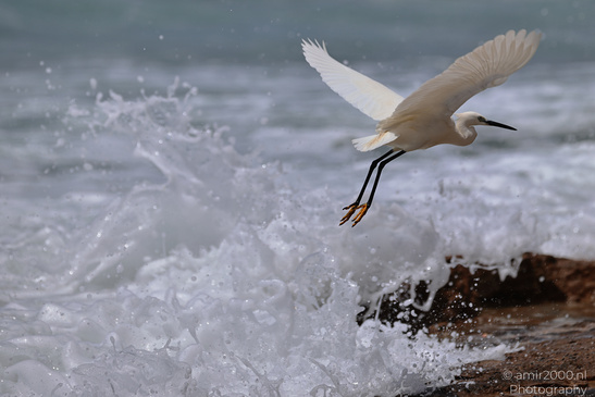 White_Egret_Wading_In_The_Shore_Of_Mediterranean_Sea_In_Tel-Aviv_Birds_Photography_Nature_Photography_Canon_EOS_R5_Mark_II_2026_018.JPG