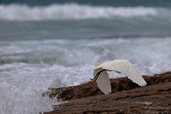 White_Egret_Wading_In_The_Shore_Of_Mediterranean_Sea_In_Tel-Aviv_Birds_Photography_Nature_Photography_Canon_EOS_R5_Mark_II_2026_019.JPG