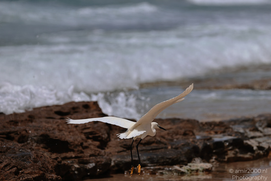 White_Egret_Wading_In_The_Shore_Of_Mediterranean_Sea_In_Tel-Aviv_Birds_Photography_Nature_Photography_Canon_EOS_R5_Mark_II_2026_020.JPG