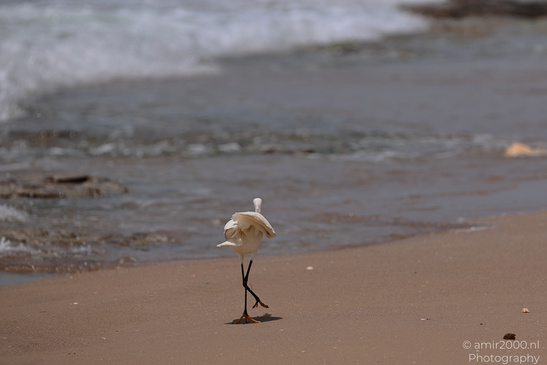 White_Egret_Wading_In_The_Shore_Of_Mediterranean_Sea_In_Tel-Aviv_Birds_Photography_Nature_Photography_Canon_EOS_R5_Mark_II_2026_022.JPG