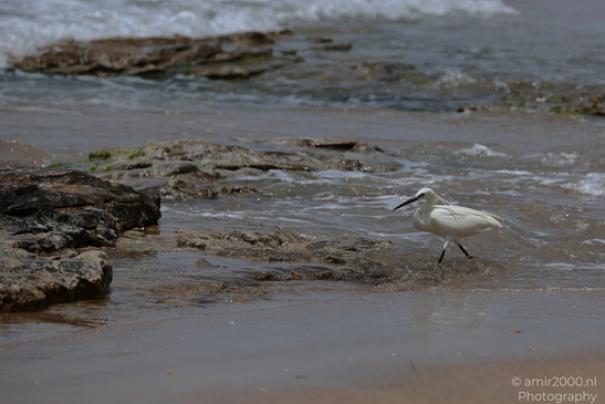 White_Egret_Wading_In_The_Shore_Of_Mediterranean_Sea_In_Tel-Aviv_Birds_Photography_Nature_Photography_Canon_EOS_R5_Mark_II_2026_023.JPG