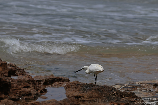 White_Egret_Wading_In_The_Shore_Of_Mediterranean_Sea_In_Tel-Aviv_Birds_Photography_Nature_Photography_Canon_EOS_R5_Mark_II_2026_024.JPG