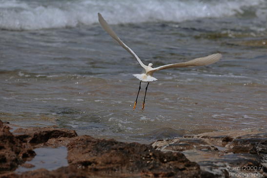 White_Egret_Wading_In_The_Shore_Of_Mediterranean_Sea_In_Tel-Aviv_Birds_Photography_Nature_Photography_Canon_EOS_R5_Mark_II_2026_025.JPG