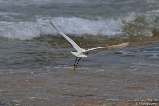 White_Egret_Wading_In_The_Shore_Of_Mediterranean_Sea_In_Tel-Aviv_Birds_Photography_Nature_Photography_Canon_EOS_R5_Mark_II_2026_026.JPG