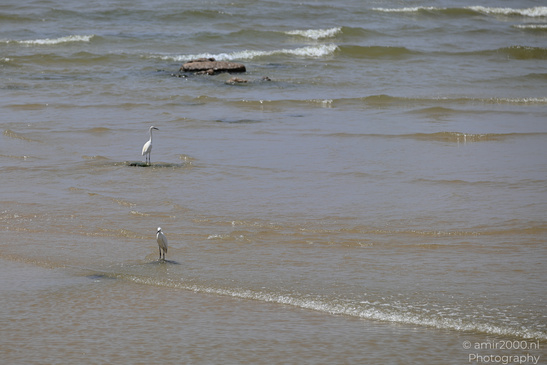 White_Egret_Wading_In_The_Shore_Of_Mediterranean_Sea_In_Tel-Aviv_Birds_Photography_Nature_Photography_Canon_EOS_R5_Mark_II_2026_027.JPG