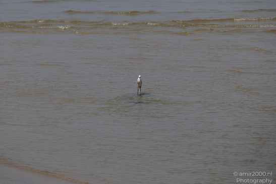 White_Egret_Wading_In_The_Shore_Of_Mediterranean_Sea_In_Tel-Aviv_Birds_Photography_Nature_Photography_Canon_EOS_R5_Mark_II_2026_028.JPG