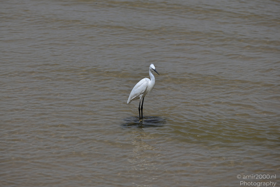 White_Egret_Wading_In_The_Shore_Of_Mediterranean_Sea_In_Tel-Aviv_Birds_Photography_Nature_Photography_Canon_EOS_R5_Mark_II_2026_029.JPG