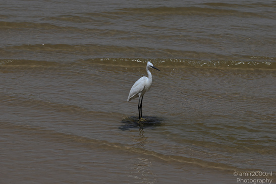 White_Egret_Wading_In_The_Shore_Of_Mediterranean_Sea_In_Tel-Aviv_Birds_Photography_Nature_Photography_Canon_EOS_R5_Mark_II_2026_030.JPG