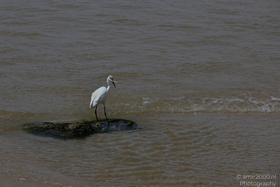 White_Egret_Wading_In_The_Shore_Of_Mediterranean_Sea_In_Tel-Aviv_Birds_Photography_Nature_Photography_Canon_EOS_R5_Mark_II_2026_031.JPG
